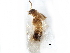  ( - CCDB-28936-C05)  @11 [ ] CreativeCommons - Attribution (2015) CBG Photography Group Centre for Biodiversity Genomics
