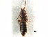  (Platyusa sonomae - CCDB-28936-F06)  @11 [ ] CreativeCommons - Attribution (2015) CBG Photography Group Centre for Biodiversity Genomics