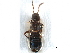  (Pella loricata - CCDB-28936-F09)  @13 [ ] CreativeCommons - Attribution (2015) CBG Photography Group Centre for Biodiversity Genomics