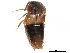  ( - CCDB-28936-G06)  @11 [ ] CreativeCommons - Attribution (2015) CBG Photography Group Centre for Biodiversity Genomics