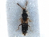  ( - CCDB-28936-H08)  @11 [ ] CreativeCommons - Attribution (2015) CBG Photography Group Centre for Biodiversity Genomics