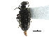  ( - CCDB-28937-B05)  @11 [ ] CreativeCommons - Attribution (2015) CBG Photography Group Centre for Biodiversity Genomics