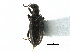  ( - CCDB-28937-B06)  @11 [ ] CreativeCommons - Attribution (2015) CBG Photography Group Centre for Biodiversity Genomics