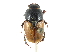  ( - CCDB-28937-C06)  @11 [ ] CreativeCommons - Attribution (2015) CBG Photography Group Centre for Biodiversity Genomics