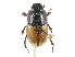  ( - CCDB-28937-C07)  @11 [ ] CreativeCommons - Attribution (2015) CBG Photography Group Centre for Biodiversity Genomics