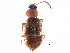  ( - CCDB-28937-D11)  @11 [ ] CreativeCommons - Attribution (2015) CBG Photography Group Centre for Biodiversity Genomics