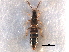  (Atheta formicaensis - CCDB-28976-E03)  @12 [ ] CreativeCommons - Attribution (2015) CBG Photography Group Centre for Biodiversity Genomics