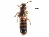  ( - CCDB-30578-A07)  @11 [ ] CreativeCommons - Attribution (2017) CBG Photography Group Centre for Biodiversity Genomics