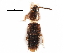  ( - CCDB-30578-A11)  @11 [ ] CreativeCommons - Attribution (2017) CBG Photography Group Centre for Biodiversity Genomics