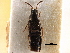  (Aleochara villosa - CCDB-23525-D01)  @11 [ ] CreativeCommons - Attribution (2014) CBG Photography Group Centre for Biodiversity Genomics