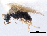  (Telenomus dalmanni - BIOUG10893-E11)  @11 [ ] CreativeCommons - Attribution (2015) CBG Photography Group Centre for Biodiversity Genomics