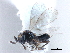  ( - BIOUG10947-H10)  @11 [ ] CreativeCommons - Attribution (2014) CBG Photography Group Centre for Biodiversity Genomics
