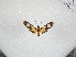  ( - BC-MNHN-LEP01651)  @11 [ ] Creative Commons (2022) Benoit VINCENT Unspecified