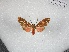  ( - BC-MNHN-LEP01652)  @11 [ ] Creative Commons (2022) Benoit VINCENT Unspecified