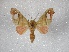  ( - BC-MNHN-LEP01710)  @11 [ ] Creative Commons (2022) Benoit VINCENT Unspecified