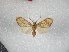  ( - BC-MNHN-LEP01725)  @11 [ ] Creative Commons (2022) Benoit VINCENT Unspecified