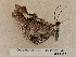  ( - BC-MNHN-LEP03127)  @11 [ ] CC-By (2022) Rodolphe Rougerie Muséum national d'Histoire naturelle, Paris