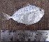  ( - LQDWL-TIS-30-12-2013-015)  @12 [ ] Copyright (2014) Guarat Biodiversity Gene Bank, GSBTM, DST, GoG Guarat Biodiversity Gene Bank, GSBTM, DST, GoG