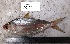  (Hilsa - LQDWL-TIS-30-12-2013-026)  @14 [ ] Copyright (2014) Guarat Biodiversity Gene Bank, GSBTM, DST, GoG Guarat Biodiversity Gene Bank, GSBTM, DST, GoG