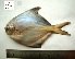  ( - LQDWL-TIS-30-12-2013-032)  @12 [ ] Copyright (2014) Guarat Biodiversity Gene Bank, GSBTM, DST, GoG Guarat Biodiversity Gene Bank, GSBTM, DST, GoG