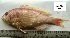  ( - LQDWL-TIS-30-12-2013-035)  @11 [ ] Copyright (2014) Guarat Biodiversity Gene Bank, GSBTM, DST, GoG Guarat Biodiversity Gene Bank, GSBTM, DST, GoG