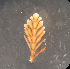  ( - 246-8)  @11 [ ] CreativeCommons - Attribution Share-Alike (2018) Unspecified Universidad Nacional del Santa