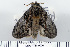  (Peridea basitriens - DNA-ATBI-0030)  @14 [ ] CreativeCommons - Attribution (2010) Unspecified Centre for Biodiversity Genomics