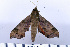  ( - DNA-ATBI-0083)  @13 [ ] CreativeCommons - Attribution (2010) Unspecified Centre for Biodiversity Genomics