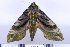  ( - DNA-ATBI-0085)  @13 [ ] CreativeCommons - Attribution (2010) Unspecified Centre for Biodiversity Genomics