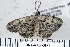  ( - DNA-ATBI-0177)  @13 [ ] CreativeCommons - Attribution (2010) Unspecified Centre for Biodiversity Genomics