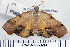  (Plagodis fervidaria - DNA-ATBI-0214)  @14 [ ] CreativeCommons - Attribution (2010) Unspecified Centre for Biodiversity Genomics