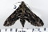  (Lintneria eremitus - DNA-ATBI-0341)  @14 [ ] CreativeCommons - Attribution (2010) Unspecified Centre for Biodiversity Genomics