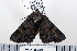  ( - DNA-ATBI-0528)  @13 [ ] CreativeCommons - Attribution (2010) Unspecified Centre for Biodiversity Genomics