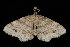  ( - DNA-ATBI-0685)  @13 [ ] CreativeCommons - Attribution (2010) Unspecified Centre for Biodiversity Genomics