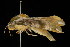  ( - DNA-ATBI-0085)  @12 [ ] CreativeCommons - Attribution (2010) Unspecified Centre for Biodiversity Genomics