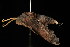  ( - DNA-ATBI-0078)  @12 [ ] CreativeCommons - Attribution (2010) Unspecified Centre for Biodiversity Genomics