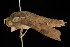  ( - DNA-ATBI-0337)  @13 [ ] CreativeCommons - Attribution (2010) Unspecified Centre for Biodiversity Genomics