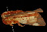  ( - DNA-ATBI-0351)  @13 [ ] CreativeCommons - Attribution (2010) Unspecified Centre for Biodiversity Genomics