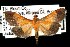  (Pyrausta bicoloralis - DNA-ATBI-1024)  @14 [ ] CreativeCommons - Attribution (2010) Unspecified Centre for Biodiversity Genomics
