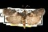  (Salebriaria rufimaculatella - DNA-ATBI-1038)  @14 [ ] CreativeCommons - Attribution (2010) Unspecified Centre for Biodiversity Genomics
