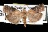  (Acrobasis palliolella - DNA-ATBI-1065)  @14 [ ] CreativeCommons - Attribution (2010) Unspecified Centre for Biodiversity Genomics