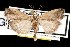  (Acrobasis tumidulella - DNA-ATBI-1073)  @14 [ ] CreativeCommons - Attribution (2010) Unspecified Centre for Biodiversity Genomics