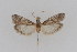  (Amyelois transitella - DNA-ATBI-1209)  @14 [ ] CreativeCommons - Attribution (2010) Unspecified Centre for Biodiversity Genomics