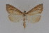  (Nascia acutellus - DNA-ATBI-1227)  @14 [ ] CreativeCommons - Attribution (2010) Unspecified Centre for Biodiversity Genomics