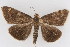  (Pyralis niveicilialis - DNA-ATBI-1239)  @12 [ ] CreativeCommons - Attribution (2010) Unspecified Centre for Biodiversity Genomics
