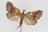  (Clydonopteron tecomae - DNA-ATBI-1312)  @12 [ ] CreativeCommons - Attribution (2010) Unspecified Centre for Biodiversity Genomics