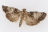  (Pococera melanogrammos - DNA-ATBI-1324)  @14 [ ] CreativeCommons - Attribution (2010) Unspecified Centre for Biodiversity Genomics