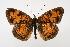  (Phyciodes tharos - DNA-ATBI-4033)  @15 [ ] CreativeCommons - Attribution (2010) Unspecified Centre for Biodiversity Genomics