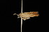  ( - DNA-ATBI-2179)  @13 [ ] CreativeCommons - Attribution (2010) Unspecified Centre for Biodiversity Genomics