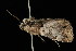  ( - DNA-ATBI-2356)  @12 [ ] CreativeCommons - Attribution (2010) Unspecified Centre for Biodiversity Genomics